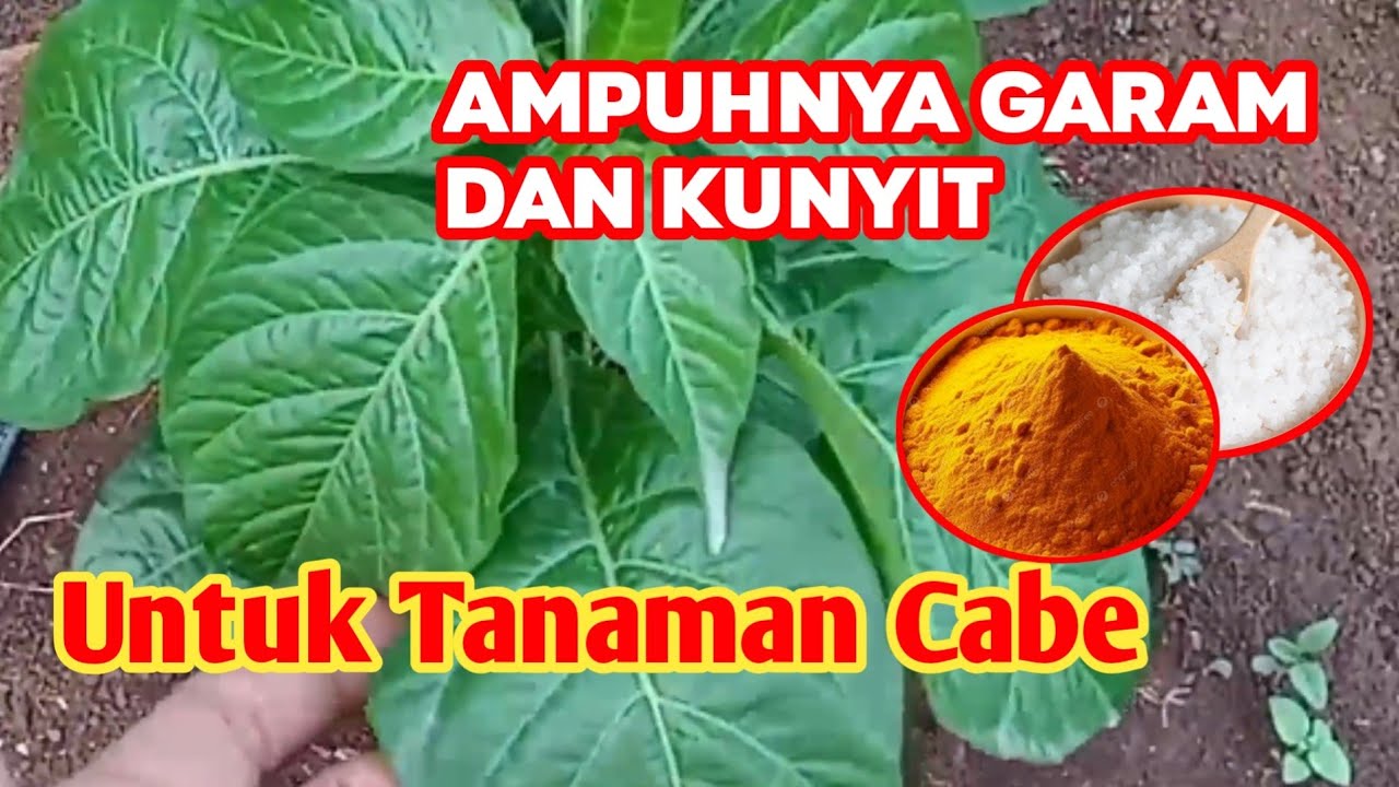 Subur nya Luar Biasa Ampuhnya Garam dan Kunyit Buat Tanaman Cabe 