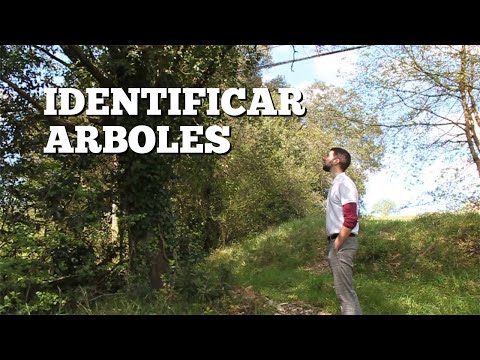 Video: Identificación de árboles de aliso - Reconocimiento de un árbol de aliso en el paisaje