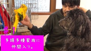 インコの雛お迎え（1）：直後