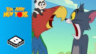 Mischief in New York City | Tom & Jerry in New York | @BoomerangUK by Boomerang UK 94,713 views 2 weeks ago 4 minutes, 55 seconds