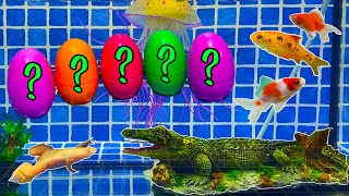 Surprise Eggs | Jellyfish, Crocodile, Gourami, Cheetah fish, Neon fish surprise