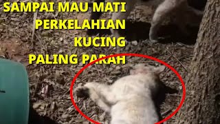 Kasihan, kucing berantem sampai mau mati