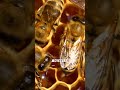 This Food Never Expires?! 🍯 Shocking Honey Fact! #shorts #funfacts