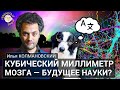 Кубический миллиметр мозга — будущее науки? Илья Колмановский