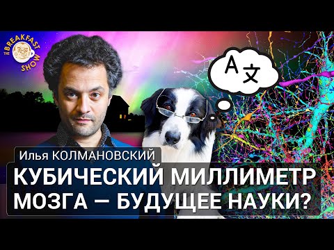 Видео: Кубический миллиметр мозга — будущее науки? Илья Колмановский