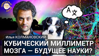 Кубический миллиметр мозга - будущее науки? Илья Колмановский