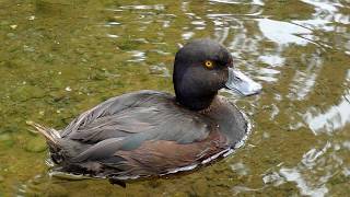 New Zealand Scaup - Aythya Novaeseelandia 40 Cm