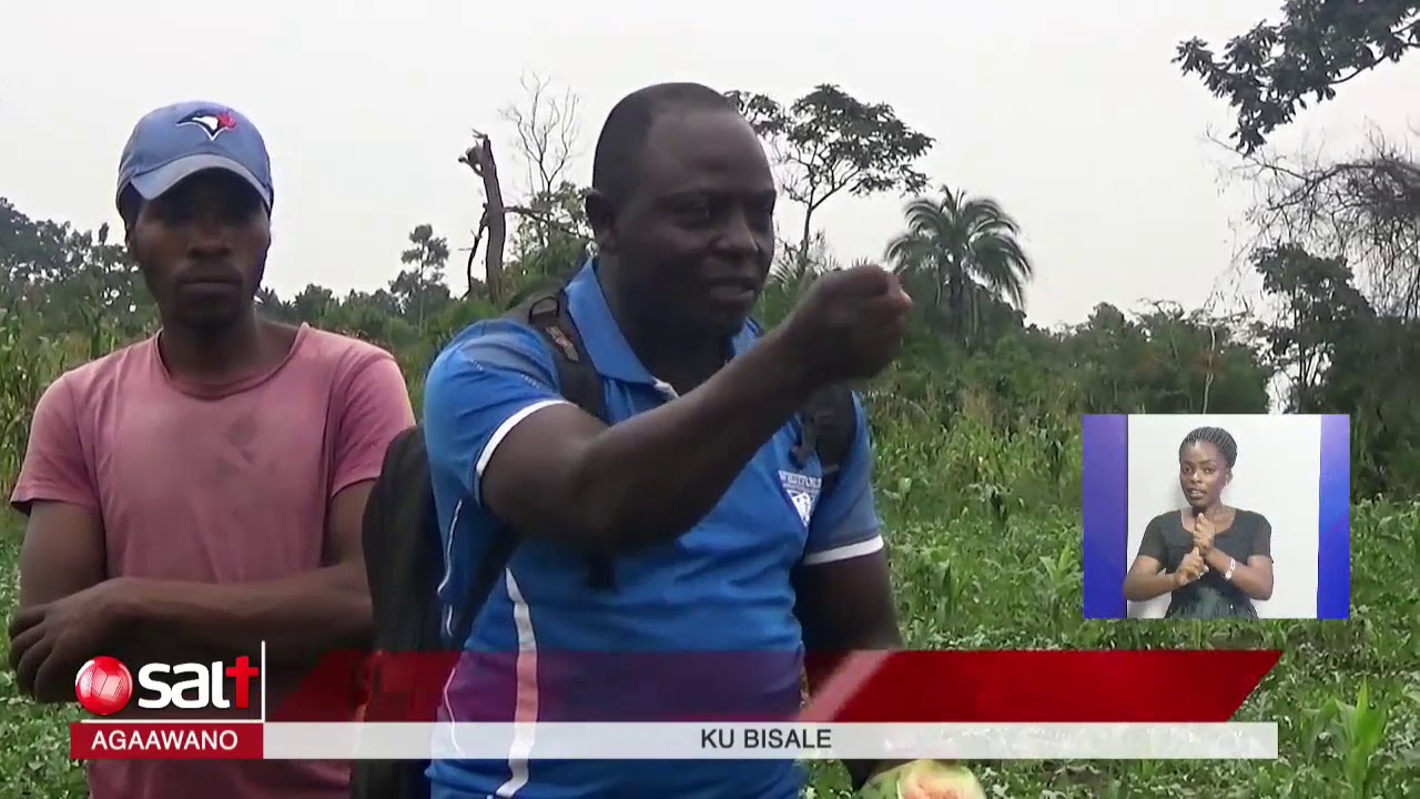 MIXED FARMING - O\kulima water melon kika kya zebra