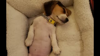 Beagle Puppy 8 Weeks Old Story, Donut The Beagle