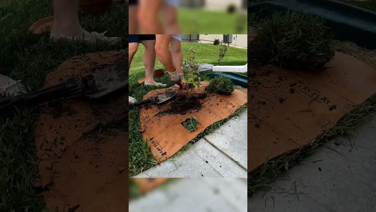 Trying the cardboard gardening hack