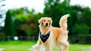 Adopting a Golden Retriever: Considerations for the Shelter Dog