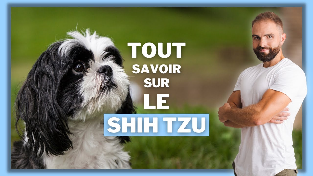 Shih Tzu