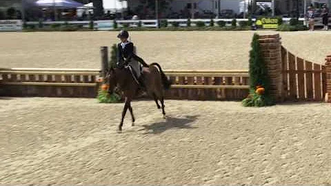 Video of MY DEAR WATSON ridden by JULIETTE CALLAM ...