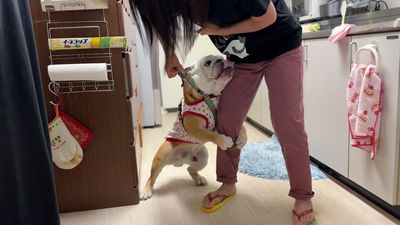 3ヶ月ぶりに大好きなバァバに会えて嬉しさ大爆発するブルドッグの
