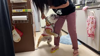 3ヶ月ぶりに大好きなバァバに会えて嬉しさ大爆発するブルドッグの