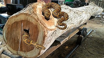 surprising discovery while sawing old teak logs full of dense fibers at the sawmill