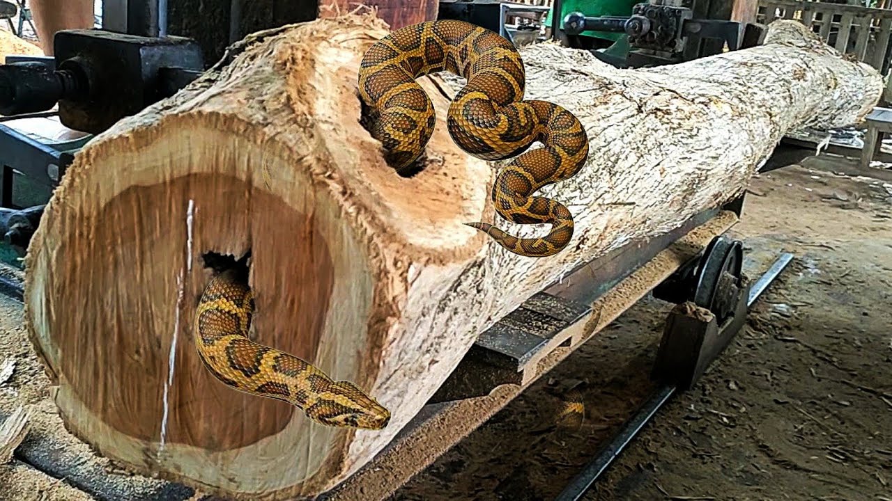surprising discovery while sawing old teak logs full of dense fibers at ...
