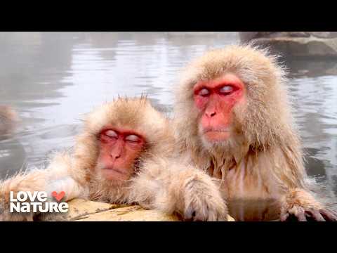 How Animals Sleep To Avoid Getting Eaten | How The Wild Things Sleep