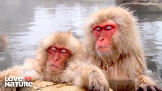 How Animals Sleep To Avoid Getting Eaten | How The Wild Things Sleep