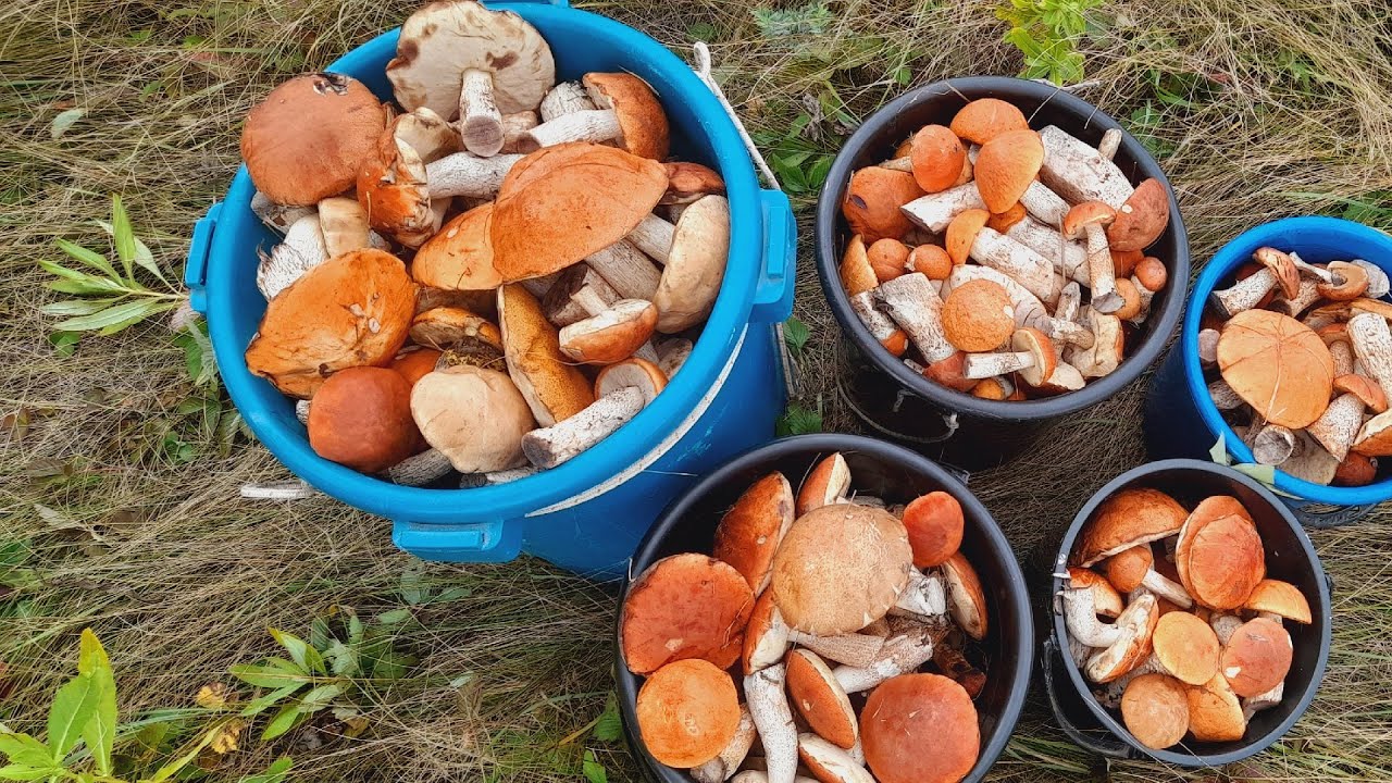 ШОК! Огромные поляны Подосиновиков - YouTube