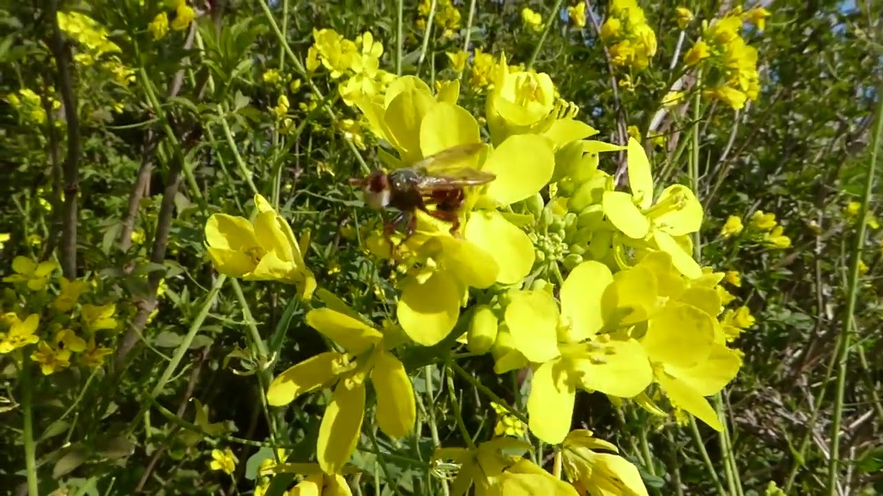 Plain-winged Spring Beegrabber, Myopa testacea, Rozenburg, ZH, the Netherlands, 28 Apr 2021 (1/2)