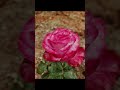 حبل الوداد خليه واصل