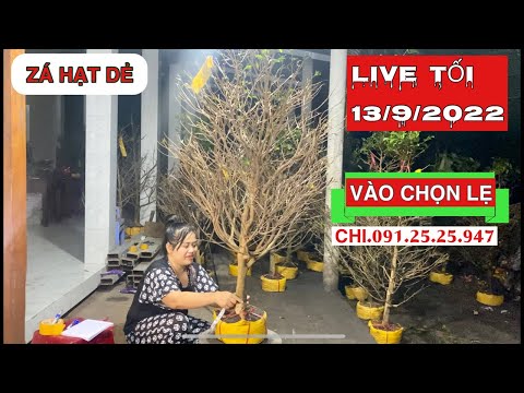 Video Live giao lưu mai giảo thủ đức ngày 13/9/2022| MVCG - youtube