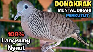 Perkutut Lokal Gacor Suara Besar Pancingan Burung Perkutut Agar Cepat Bunyi.
