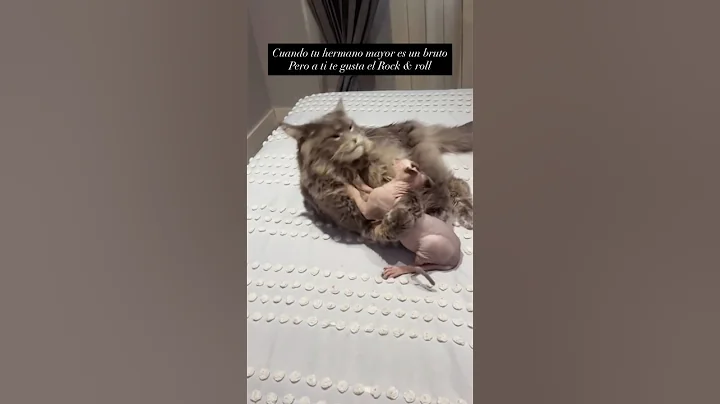 Video 11031331: mainecoon cat gato, sphinx cat