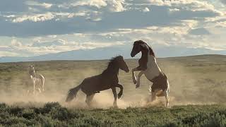 Wild Horse Colors of McCullough Peaks Mustangs in Wyoming by Karen King