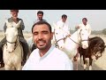 Horses Qualities And Names گھوڑوں کی اقسام اور نام Saraiki Vlog 