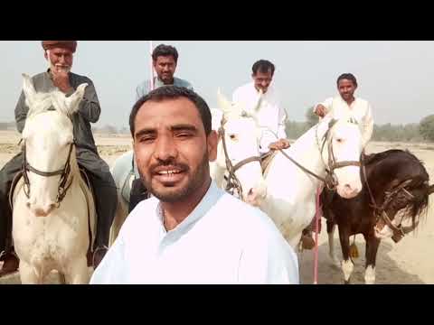 Horses Qualities And Names گھوڑوں کی اقسام اور نام Saraiki Vlog 