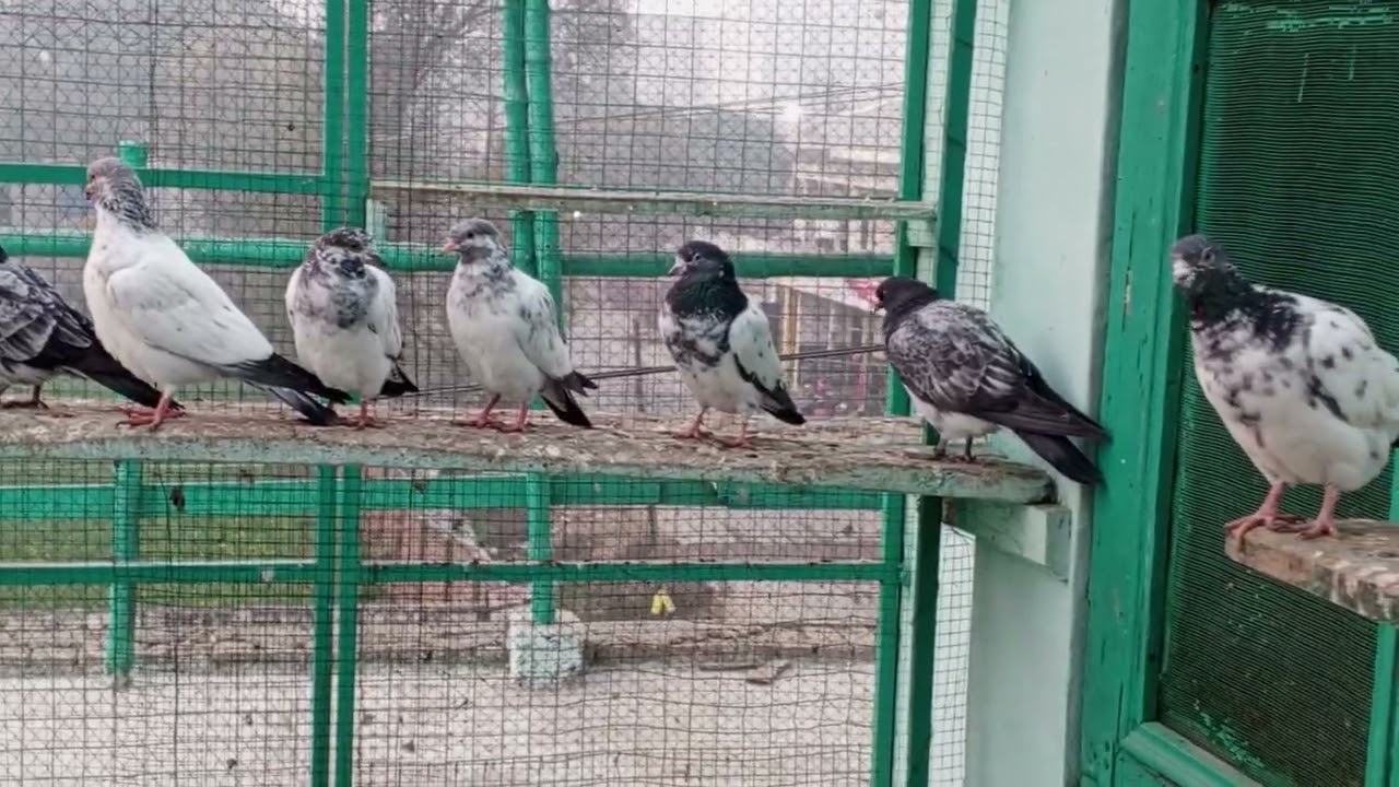 گھرکے جوروں کے نیو بچے اور سردیوں میں کبوتر کے بچوں کو کون سی میڈیسن دینی چاہیے 