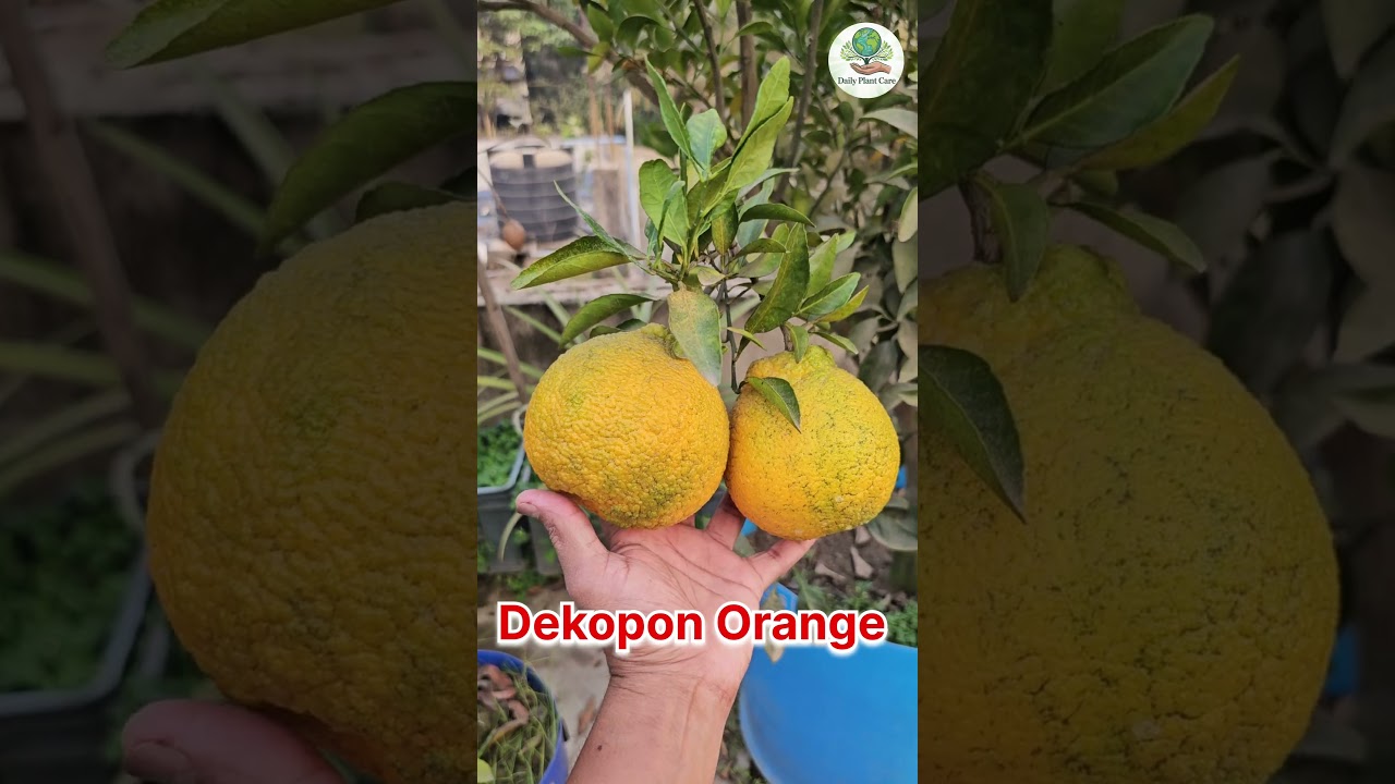 Dekopon Orange 🍊 #fruit #JapaneseDekoponOrange #Orange #ytshorts #trending #popular #shorts #dekopon