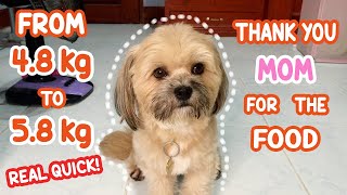 PAANO KO SYA PINATABA ? HAHA | SHIH TZU FOOD ROUTINE | A DAY WITH SHIH TZU | SHIH TZU PHILIPPINES