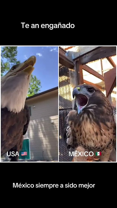 🦅🔥🇲🇽 Águila Mexicana VS Águila de USA #Mexico #Shorts #Ytshorts #MX #viral #usa #versus