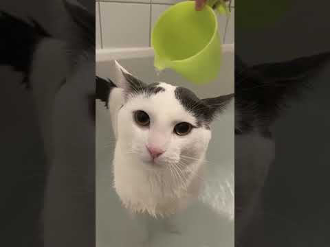 Cara Memandikan Kucing