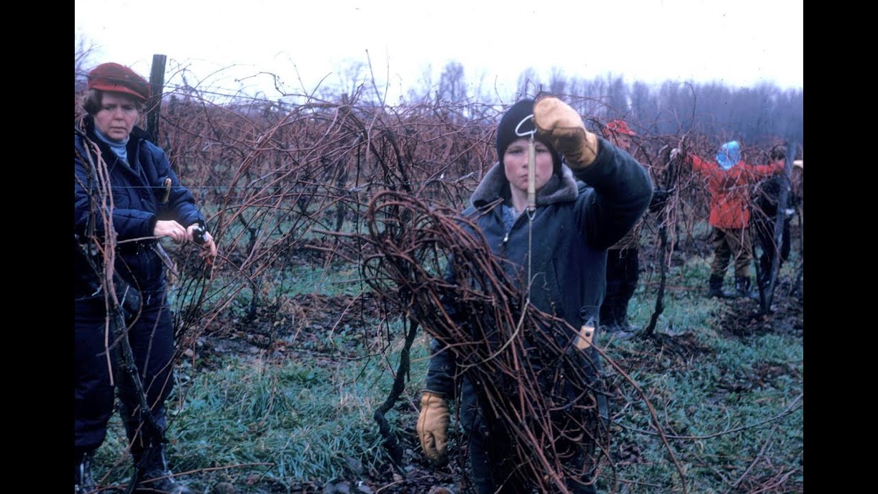 Pruning Severity - How Much to Leave On a Grapevine - Grape Video #23