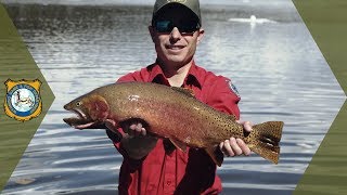 Yellowstone Cutthroat Trout Infusion | Work in the Wild - Ep. 14