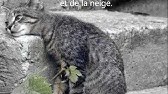 Chat Noir Chat Blanc De Colette Youtube Chat Noir Chat Blanc De Colette Youtube