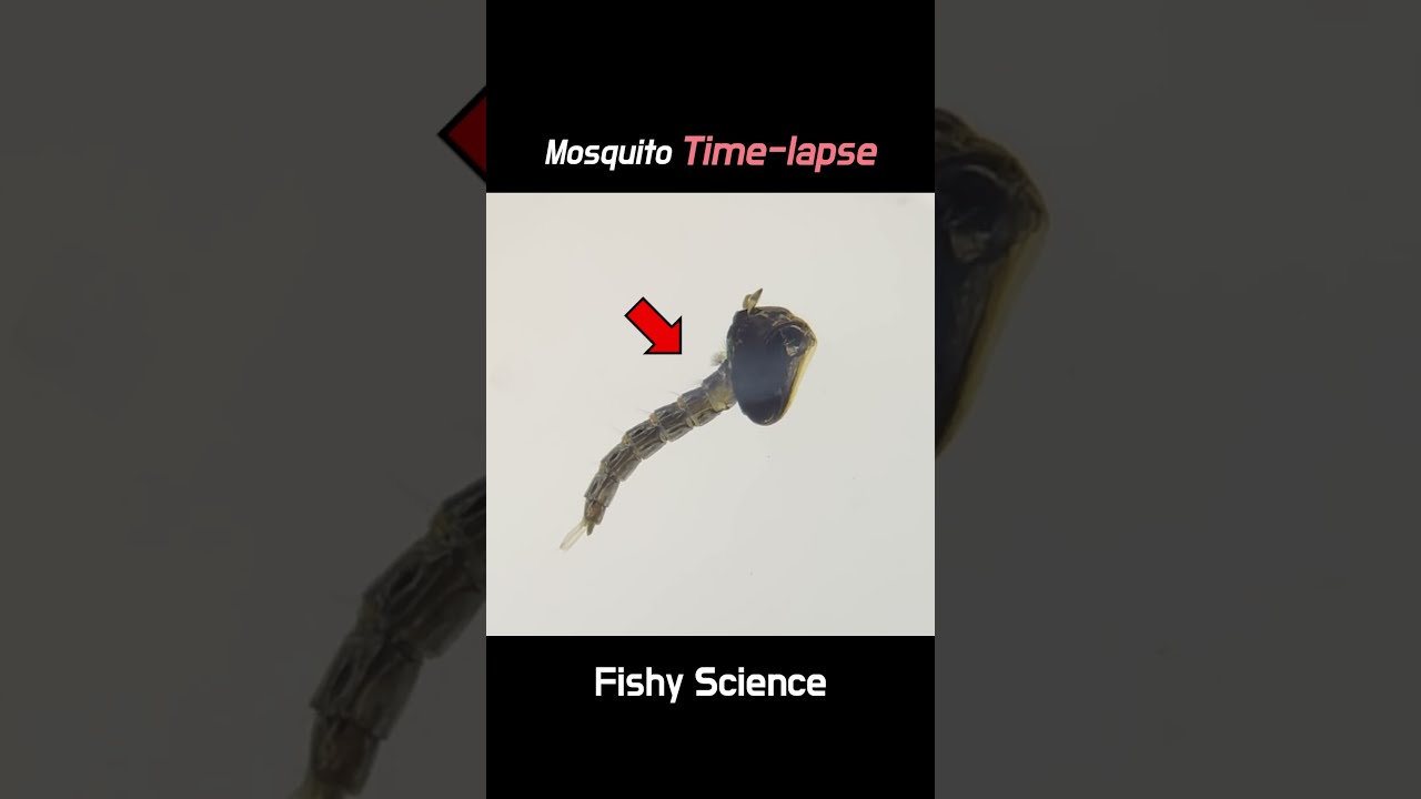 Mosquito Emerging from Pupa in 30 seconds #shorts - YouTube