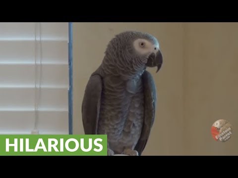 Sympathetic parrot reacts to owner’s cough Sympathetic parrot reacts to owner’s cough