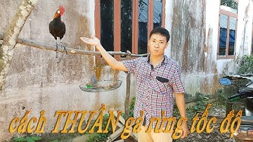 cách thuần Gà Rừng, thuần CHIM, GÀ,... thành công 100%