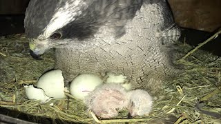North American Goshawk Breeding: Giselle Part 2 by Trevor Jahangard 6,892 views 3 years ago 4 minutes, 37 seconds