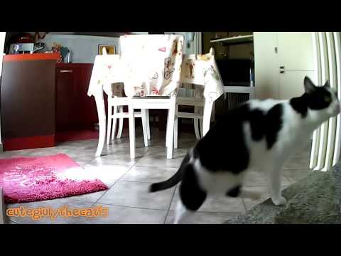 Video: Cosa Fanno I Gatti Quando Sono Soli?