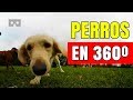 PERROS EN CYTADELA PARK (POZNAN, POLONIA) | SAMSUNG GEAR 360 (2017) VÍDEO TEST