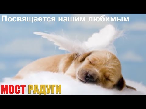 Видео: Поэма Радужный мост для опечаления домашнего животного