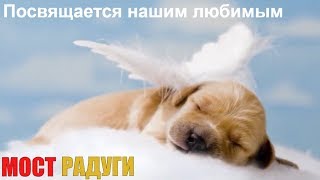 ✔️ПОСВЯЩАЕТСЯ НАШИМ ЛЮБИМЫМ ПИТОМЦАМ....МОСТ РАДУГИ ✔️ПОСВЯЩАЕТСЯ НАШИМ ЛЮБИМЫМ ПИТОМЦАМ....МОСТ РАДУГИ