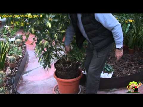 Video: Guida al trapianto di Schefflera in vaso – Suggerimenti per il rinvaso di una pianta di Schefflera