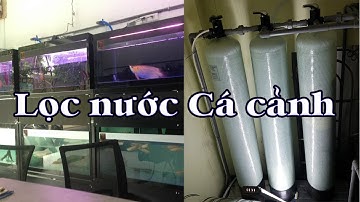 Bộ lọc xử lý nước nhiễm đá vôi canxi để nuôi cá Rồng cảnh và sinh hoạt gia đình